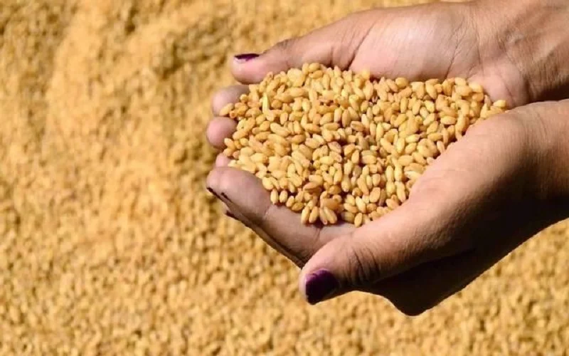 عطاء لشراء كميات من الشعير
