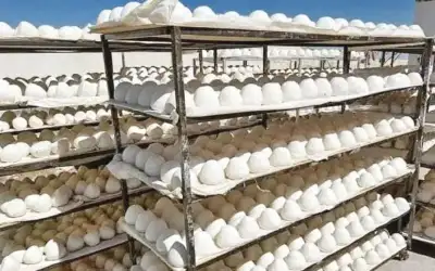 انطلاق فعاليات مهرجان الجميد والسمن التاسع