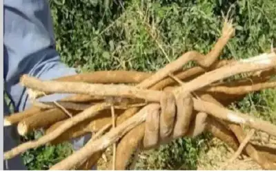 شجرة الأراك.. مصدر السواك