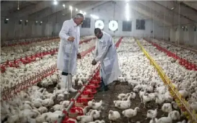 بعد تفشي إنفلونزا الطيور.. الصين توقف