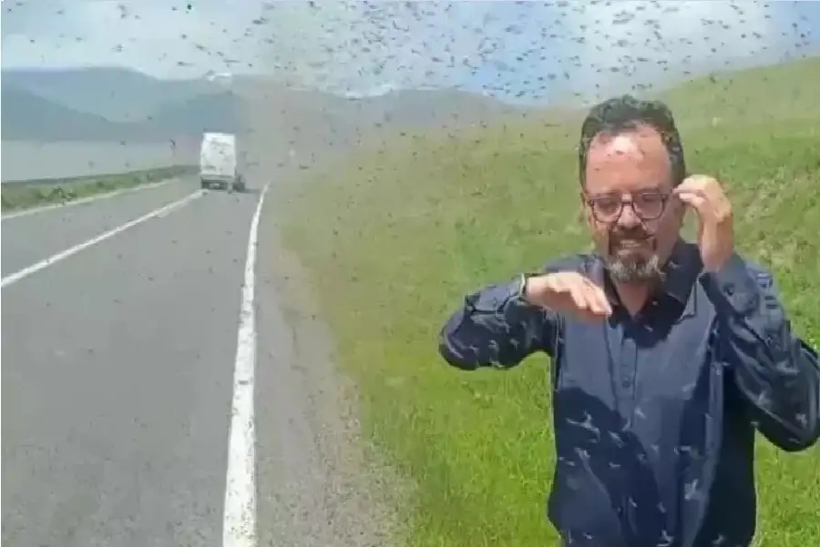 أسراب بعوض أخضر تجتاح شوارع تركيا