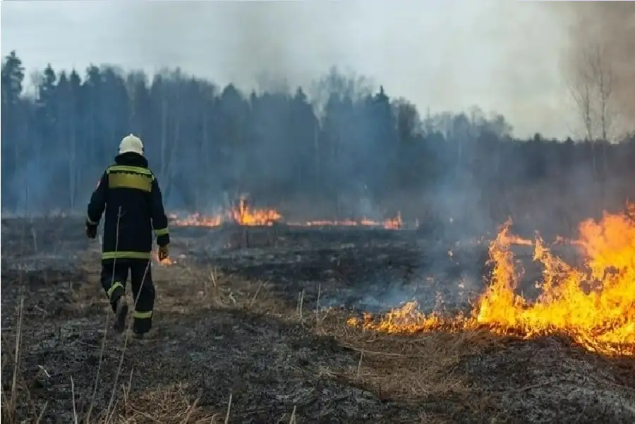 دراسة.. دخان حرائق الغابات يزيد مخاطر