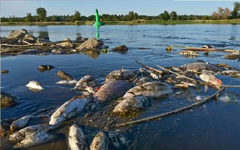نفوق جماعي للأسماك يهز العراق.. كارثة
