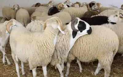 مشروع الهدي والأضاحي يعلن جاهزيته بطاقة