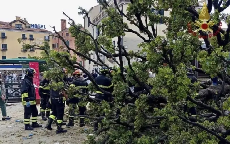 شجرة معمرة تسقط وتصيب 12 شخصا