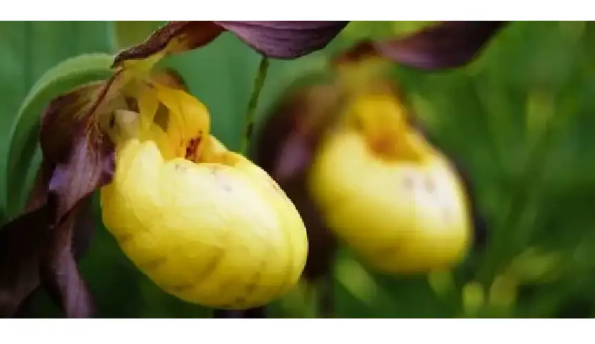 رصد زهرة أوركيد نادرة في بريطانيا