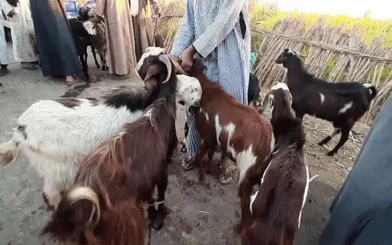 الإحصاءات: 4% نسبة ارتفاع أعداد الماعز