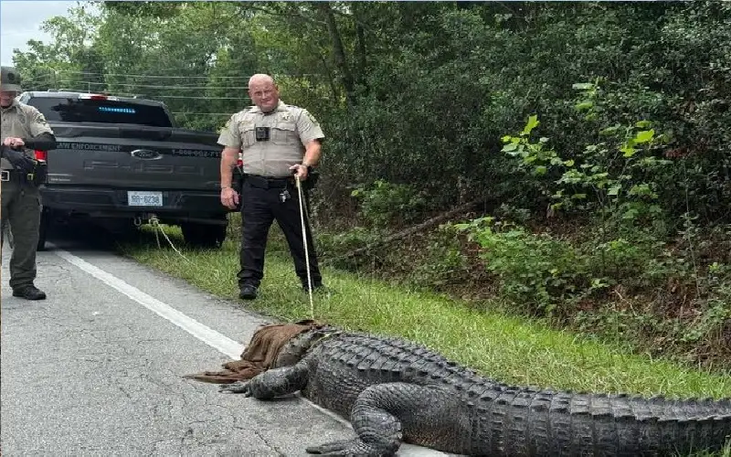 تمساح يعطل حركة المرور