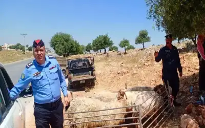 جولات تفقدية على حظائر الأضاحي في