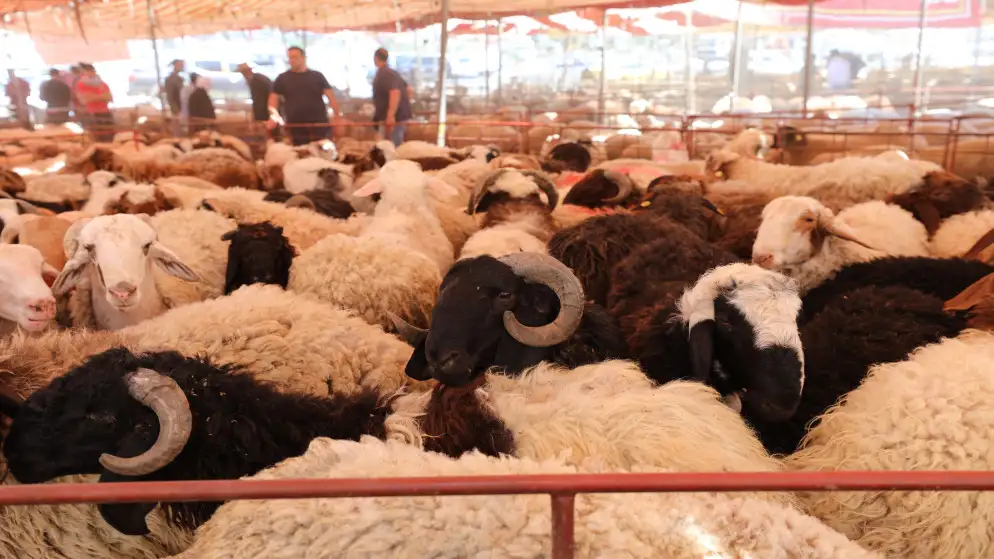 مربي المواشي: ارتفاع الطلب على الأضاحي