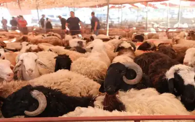 مربي المواشي: ارتفاع الطلب على الأضاحي