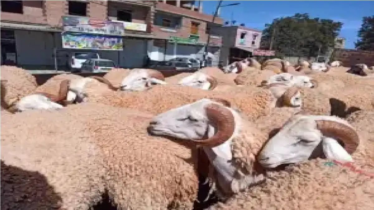 تكية أم علي تباشر بتوزيع لحوم