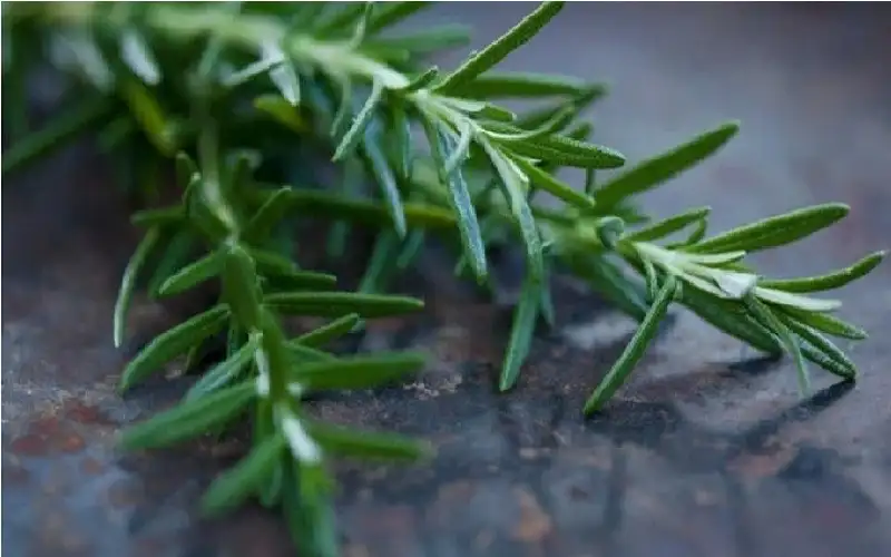 عشبة روزماري.. لصفاء الذاكرة والوقاية من