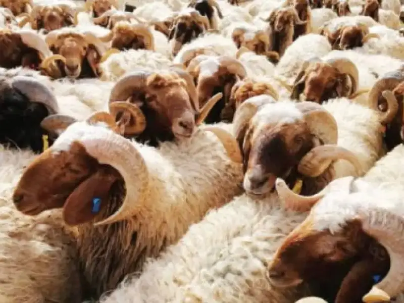 بلدية إربد الكبرى: إزالة 10 حظائر