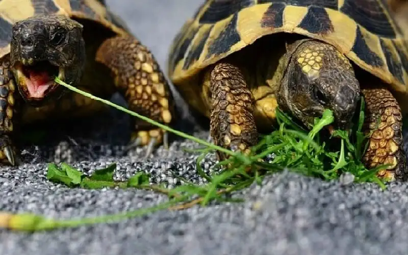 ولادة استثنائية لسلحفاتين مهددتين بالانقراض في