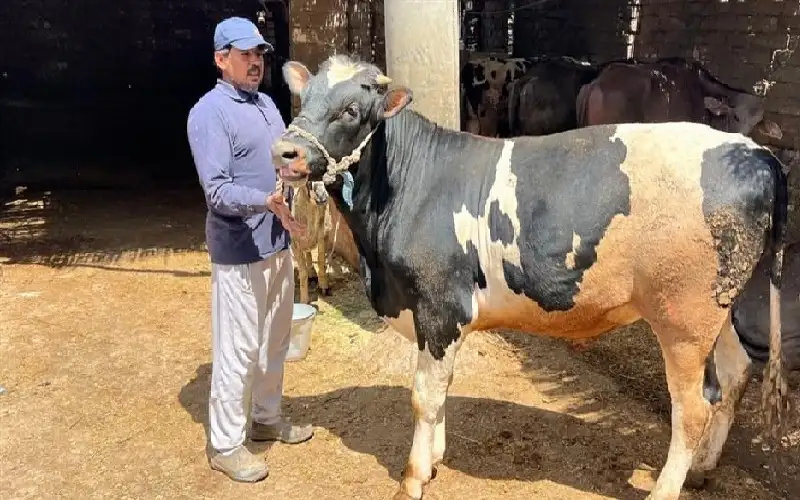 الأضحية بسنت تحرك مشاعر المصريين بعد