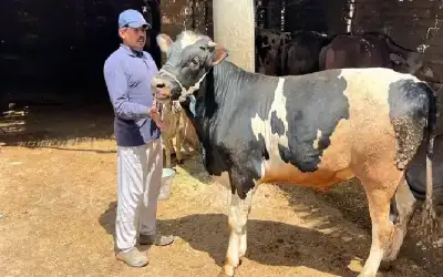 الأضحية بسنت تحرك مشاعر المصريين بعد