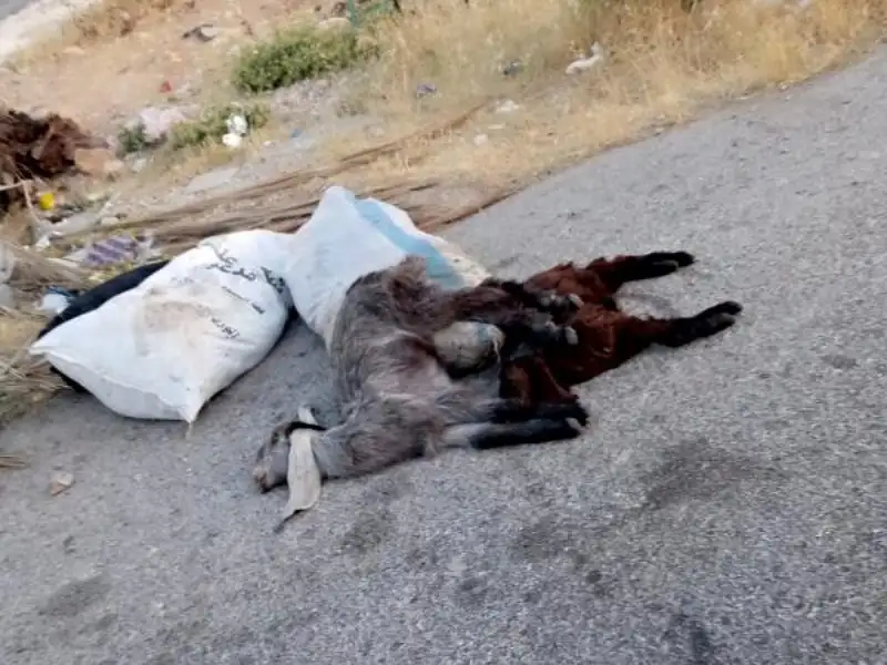 مواطنون يشتكون من مخلفات الأضاحي في