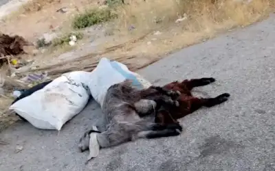 مواطنون يشتكون من مخلفات الأضاحي في