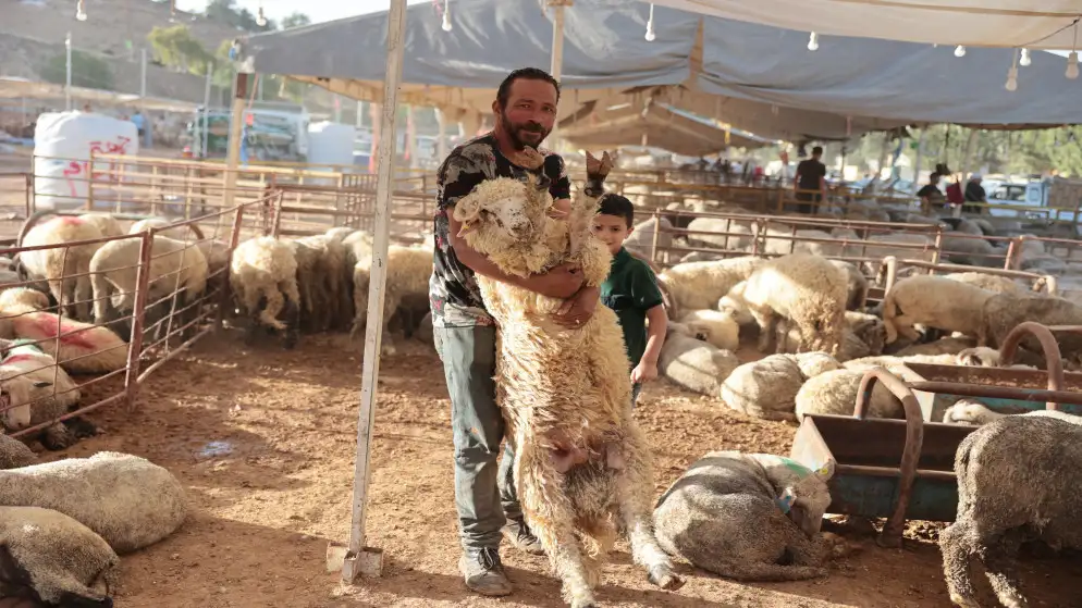 الزراعة: استقرار أسعار الأضاحي المحلية وارتفاع