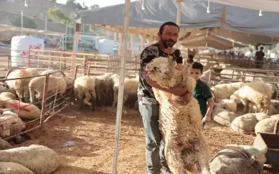 الزراعة: استقرار أسعار الأضاحي المحلية وارتفاع
