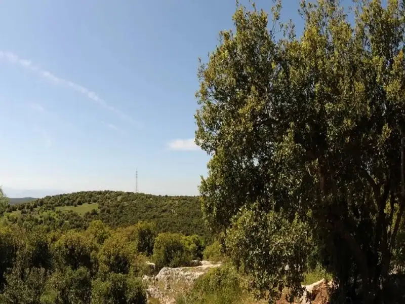 9500 زائر لمحمية غابات عجلون خلال