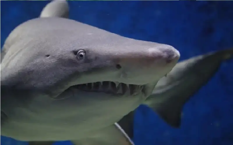 مأساة على شاطئ أمريكي.. قرش يمزق