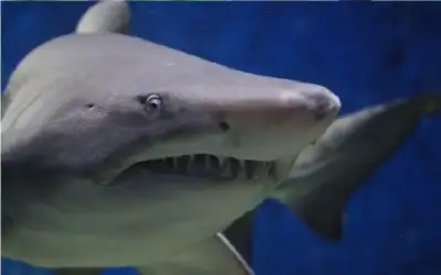 مأساة على شاطئ أمريكي.. قرش يمزق