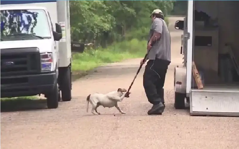 حاولت إنقاذها فقتلوها.. كلاب شوارع تنهش