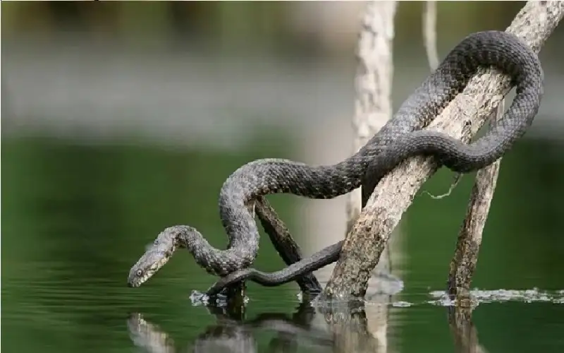 غزو زاحف.. ثعابين عملاقة تجتاح جزيرة