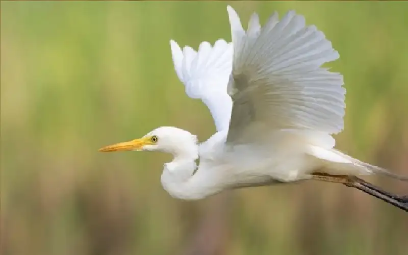 في أول توثيق من نوعه.. طائر