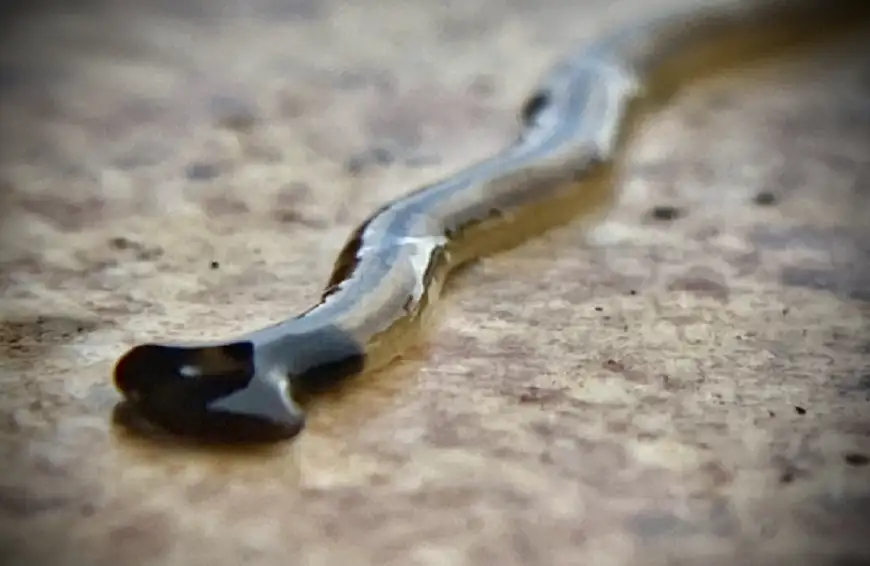 ديدان سامة تغزو ولاية أمريكية وتثير