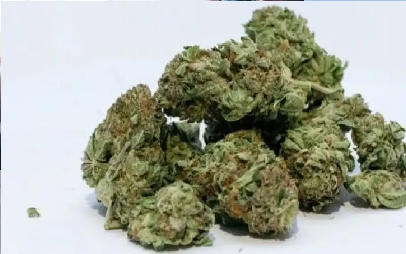 القنب أكثر ضررا على القلب من