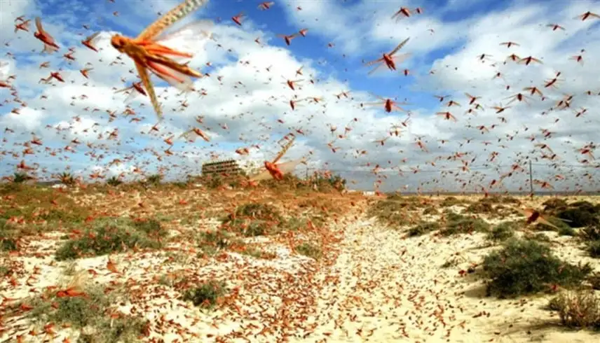 أسراب جراد يغزو حفل زفاف ويجبر