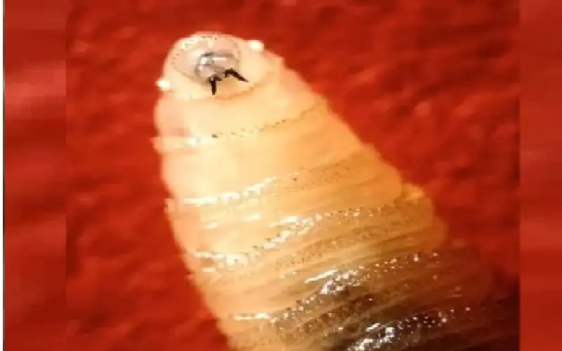 أمريكا تبني مصنعا لإنتاج طفيليات آكلة