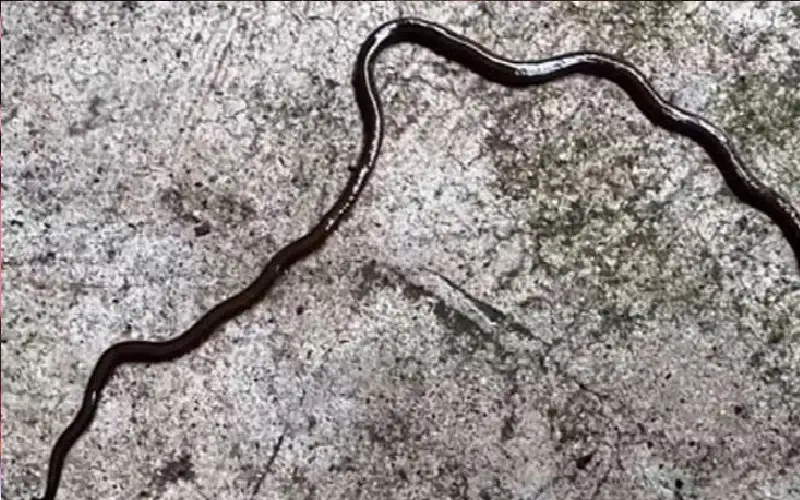 دودة شيطانية تخرج من باطن الأرض