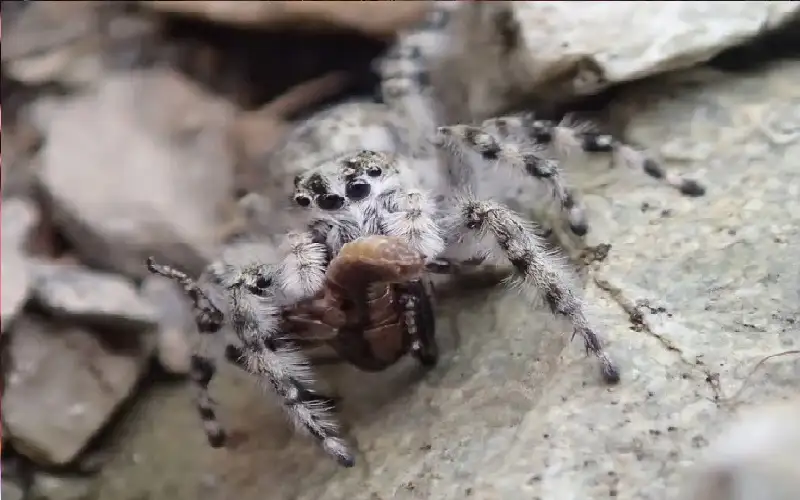 لها قدرة مدهشة على التمويه.. اكتشاف