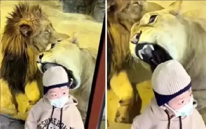 أسد يحاول افتراس طفل أمام أعين