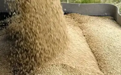 إعادة طرح عطاء تأهيل مركز أعلاف