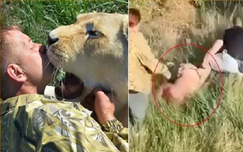 أسد يجر مدربه من رقبته أمام