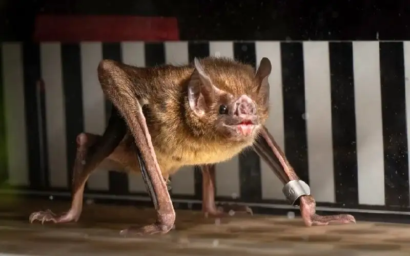 بأعراض تشبه داء الكلب.. خفاش مصاب