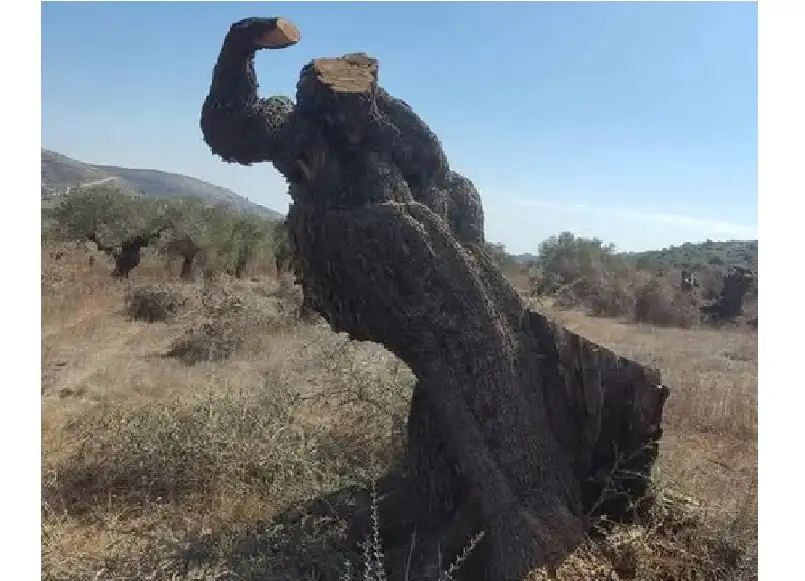 هذا ما تبقى من شجرة زيتون