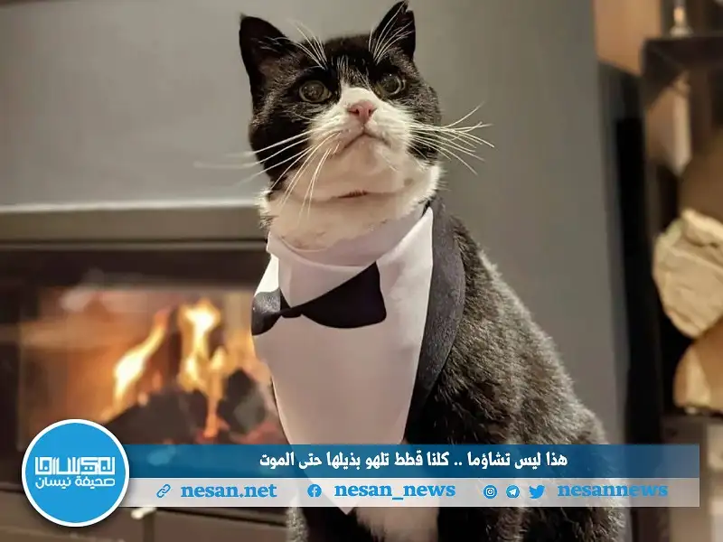 هذا ليس تشاؤما .. كلنا قطط