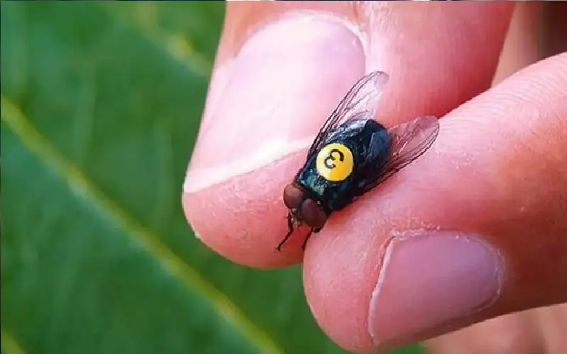 تهديد بيولوجي جديد.. ذباب آكل للحم