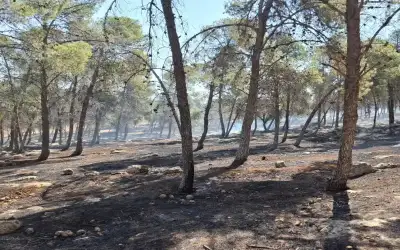 زراعة الزرقاء: لا أضرار في غابات