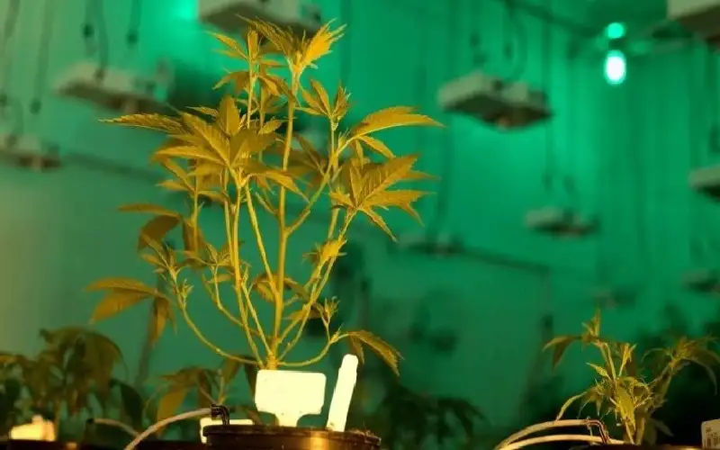 عقوبة قاسية لكويتي زرع الماريغوانا داخل