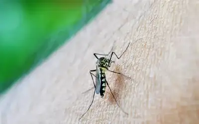 باكستان.. . تسجيل أول وفاة بحمى