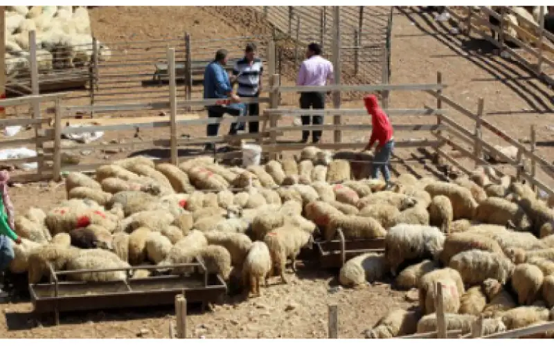 شكاوى من انتشار حظائر الأغنام داخل