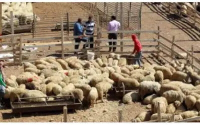 شكاوى من انتشار حظائر الأغنام داخل