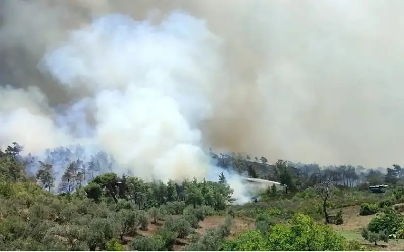 حرائق تلتهم غابات اللاذقية.. صعوبات وألغام